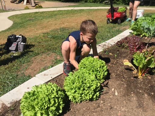 School garden 2
