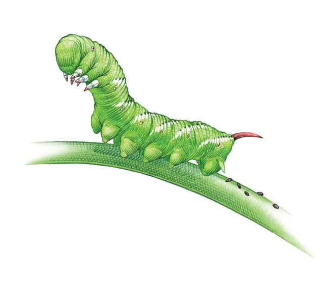 Insect control 2