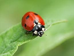 Insect control 5