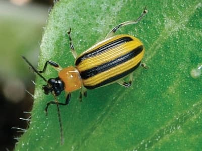 Insect control 6
